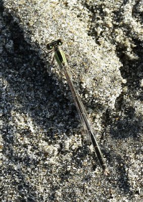 Damsel D11 #1390