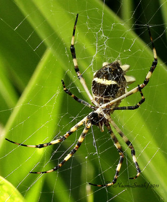 Spider D11 #1591
