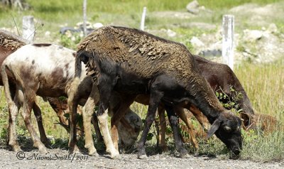 Goats grazing along the road D11 #2381