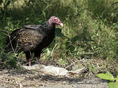 Turkey Vulture D11 #2345