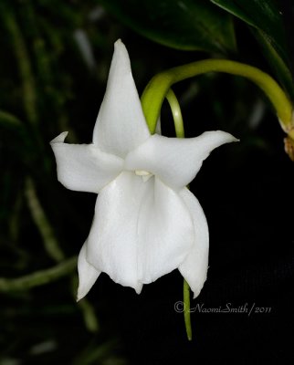 Angraecum magdaleine S11 #9288