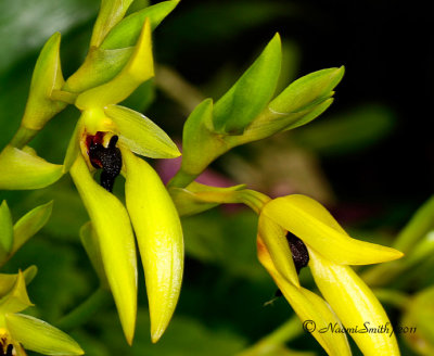 Bulbophyllum carunculatum S11 #9226