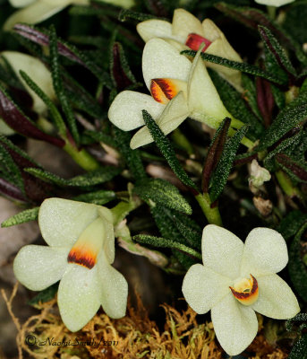 Dendrobium cutherbertsonii S11 #9253