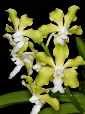 Vanda kultana X Vanda tessalata S11 #9241