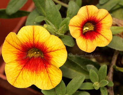 Calibrachoa JN11 #2525