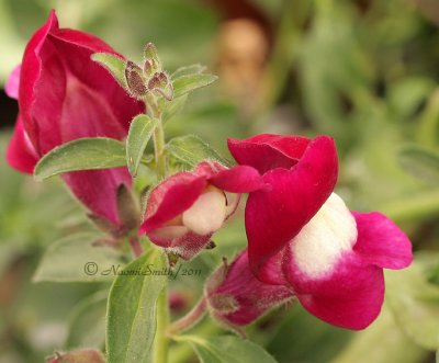 Snapdragons - Sugarplum Trailing  JN11 #2594