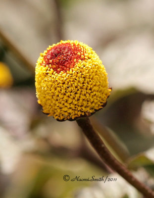 Peek-a-Boo Spilanthes JN11 #2599