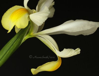 Iris bicolor MR12 #2652