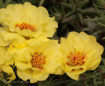 Portulaca Sundial Gold JN11 #2568