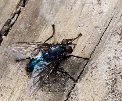 Blow Fly-Calliphoridae AP12 #4444