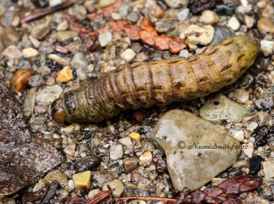 Large Yellow Underwing-Noctua pronuba Larvae MR12 #3188