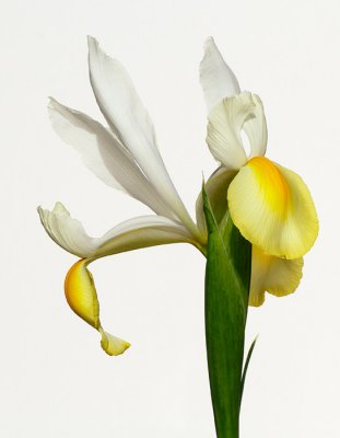 Iris bicolor MR12 #2827