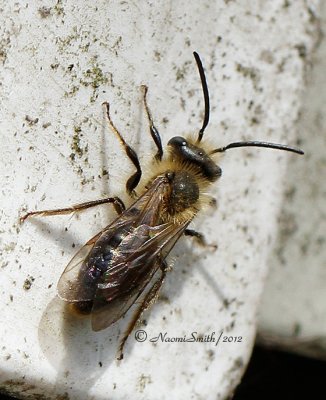 Andrena - Subgenus Melandrena  MR12 #3774