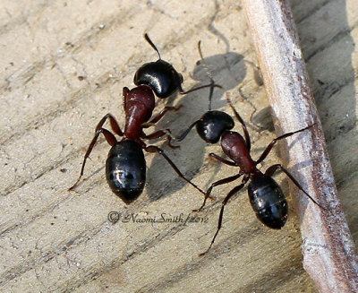 Camponotus novaeboracensis MR12 #3546