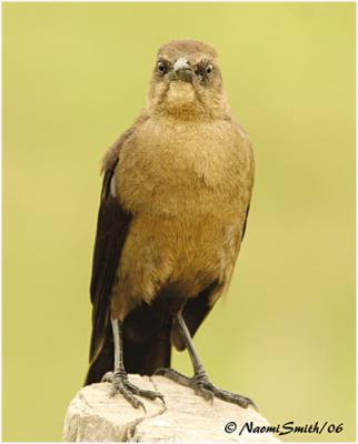 Great-tailed Grackle-female