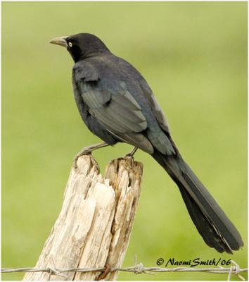 Great-tailed-Grackle-male