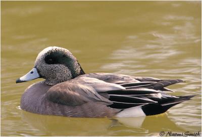 g4/47/625447/3/60987779.DucksGeeseandSwansAmericanWidgeon.jpg