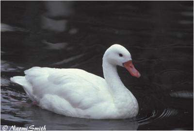 g4/47/625447/3/60987790.DucksGeeseandSwansCoscorobaSwan1.jpg