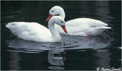g4/47/625447/3/60987791.DucksGeeseandSwansCoscorobaSwans.jpg