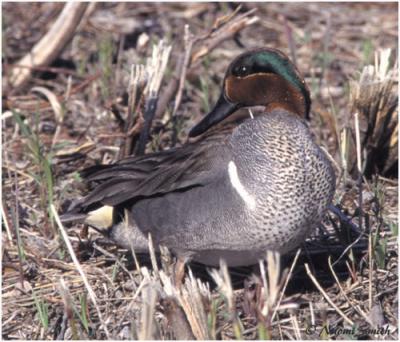 g4/47/625447/3/60987796.DucksGeeseandSwansGreenwingedTealMale.jpg