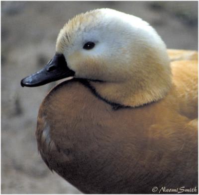 g4/47/625447/3/60987815.DucksGeeseandSwansRuddyShelduckPortrait.jpg