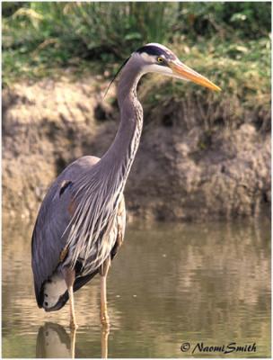 Great Blue Heron