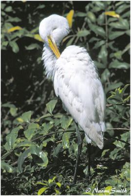 Great Egret