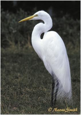 Great Egret.