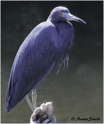 Little Blue Heron