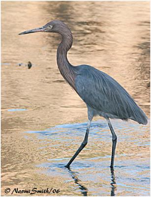 Reddish Egret