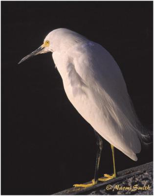 Snowy Egret