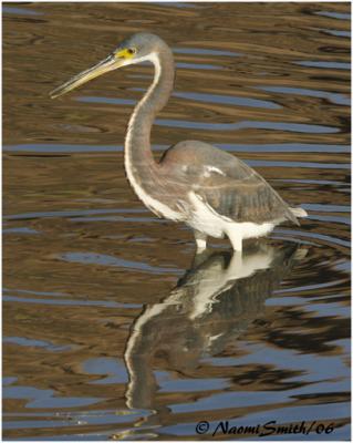 Tri-colored Heron
