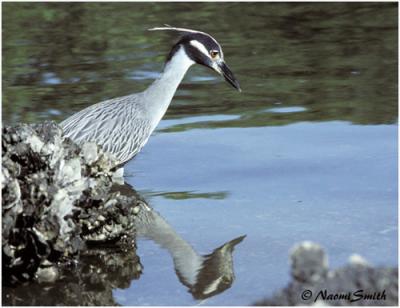 Yellow-crowned Night Heron