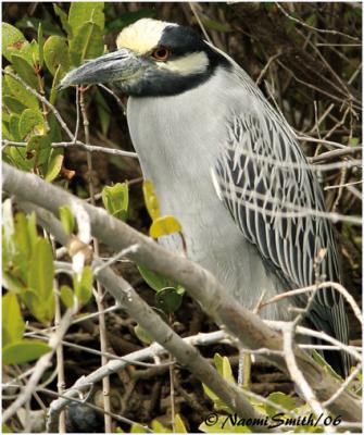 Yellow-crowned Night Heron