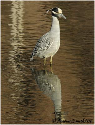 Yellow-crowned Night Heron