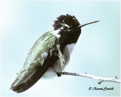 g4/47/625447/3/60987971.HummingbirdsCostasHummingbirdM.jpg