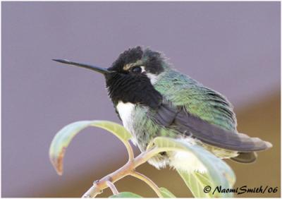 g4/47/625447/3/60987972.HummingbirdsCostasHummingbird.jpg