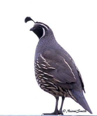 g4/47/625447/3/60987991.Misc.BirdsCaliforniaQuail.jpg