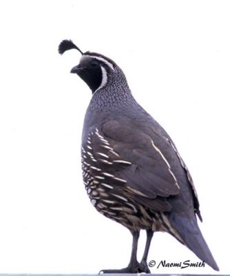 California Quail