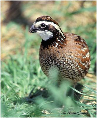 Northern Bobwhite-Male