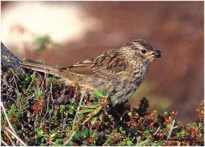 Blackpoll Warbler