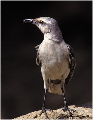 Tropical Mockingbird