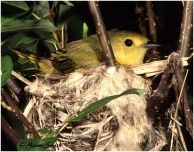 Yellow Warbler (Dendroica petechia) on Nest