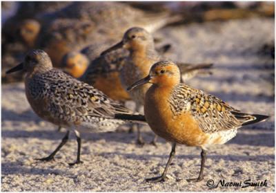 Red Knots at Cape May