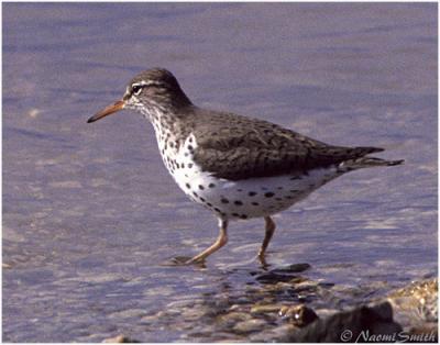 Spotted Sandpiper