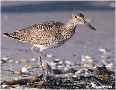 Willet at Cape May