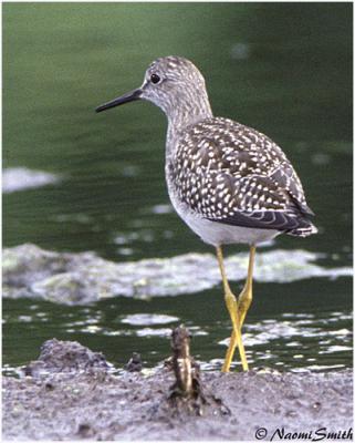 Lesser Yellowlegs