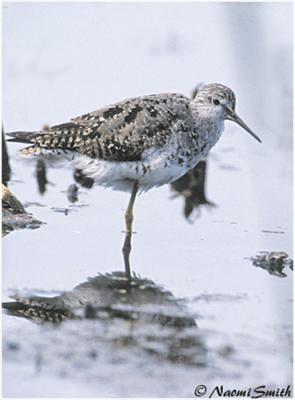 Lesser Yellowlegs