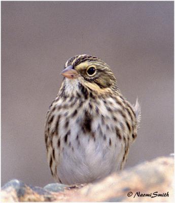 Savannah Sparrow