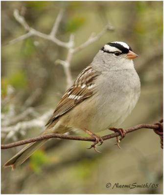 White-crowned Sparrow -Zonotrichia leucophrys